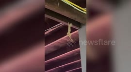 Gecko seen dangling from wooden roof rafter in house