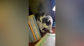 Cat steals owner's cigarette