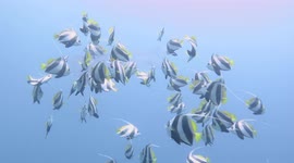 School of bannerfish devour squid's egg sac off the Philippines