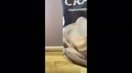 The simplest Prawn toast you will ever see