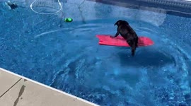 Bodyboarding dog glides across swimming pool to retrieve her floating toy