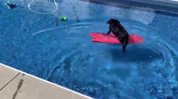 Bodyboarding dog glides across swimming pool to retrieve her floating toy
