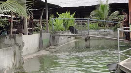 The funny moment this fisherman casts his net into a fish pond, but it is so bad, instead of spreading out, it falls in almost a straight line.