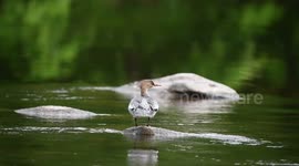 Footage Of Chinese merganser In Yichun, Heilongjiang, China