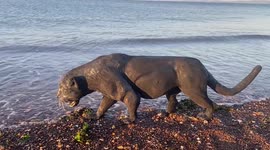 Artist created a sculpture of a panther-like 'big cat' on the shore in Cornwall