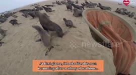 Must watch This was hands down the biggest animal weve disentangled