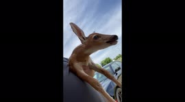 Man in Michigan casually carries lost fawn to safety