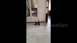 A robot feeds chocolate to a dog