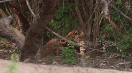 a Leopard hunted a sported deer very morning at kumana sri lanka