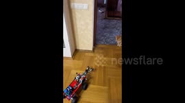 Funny video of a cat running away from a robot