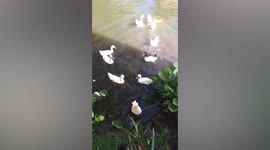 Lucky duck escapes hungry monitor lizard after being caught