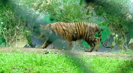 Tiger cub is trained to hunt  by forest officials in South India