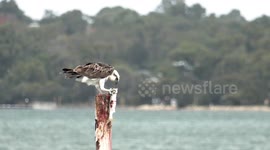 Osprey struggles to perch in a strong wind while eating a wriggling fish