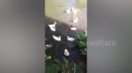 Lucky duck escapes hungry monitor lizard after being caught