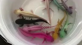 Pet stall sparks outrage by dying axolotls in bright colours to copy Minecraft computer game
