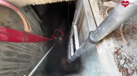 Dramatic Rescue Of a Cow In India  Animal Rescue Video