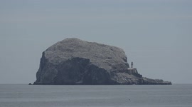 Avian flu strikes world's largest gannet colony on Bass Rock