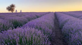 Beautiful lavender fields 'the most Instagrammable spot' near Greece's second city
