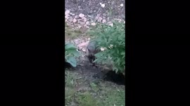 This little grey fox took me by surprise when I was throwing out scraps.  He or she came running for them. Put a smile on my face bc it’s not often you see a grey fox .