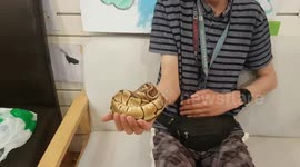 Royal Python Snake was resting on my hand as I got to hold one for the first time