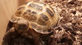 Small Tourtois yawns after eating lots of food and keeping warm in its enclosure