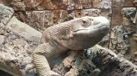 Monitor Lizard was looking out and had a walk around it's enclosure