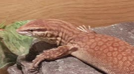 Small Monitor Lizard was resting on a wooden log and keeping itself warm