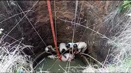 Lucky ox survives fall into 50-feet well and is pulled out unhurt in southern India