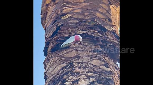 Australian bird Galah (Pink and Grey Cockatoo) destroys palm tree by ring barking it