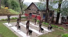 Indian Army officers and their dogs join in International Yoga Day