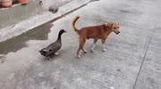 temp