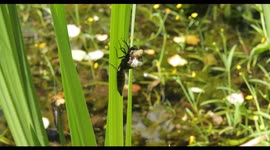 Dragonfly nymph moults to emerge as an adult and take first flight, Kent, UK