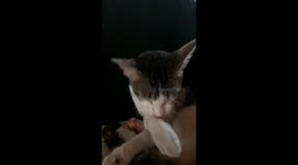 Shes cleaning herself!.. so cute hahaha