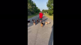 A fun video with 7 adorable Basset Hounds waddling down the street enjoying a late afternoon, summer walk.