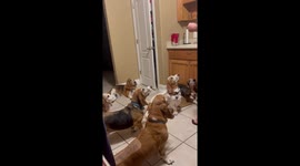 A clip of 6 Basset Hounds waiting patiently for their owner to give each one of them a special treat!