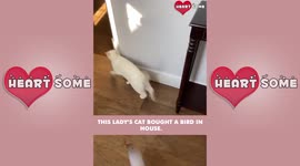 Twin mom films ACTIONPACKED rescue of a bird trapped in her house