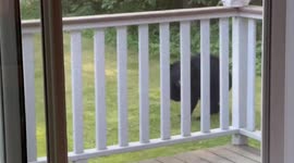 The Illusive Hummingbear had a scare on my deck before work!