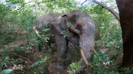 Tragic last moments of an elephant, apparently shot in the leg in Padaviya wildlife range, Sri Lanka