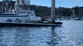 Kayaker catches sleeping seals in Sausalito, California