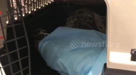 How To Welcome Home a Bengal Cat, Step by step instructions