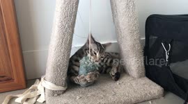 Bengal Kitten is Infected with the Zoomies, evident by his crazy eyes
