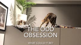 Bengal Cat Hunts it's Newest Victim... and you'll never guess what it is