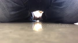 Bengal Kitten Uses a Cave To Ambush His Prey, and seems to be an effective strategy