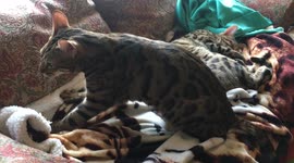 Ella The Bengal Preps for Her 10th Nap of the Day, and she is joined by her brother