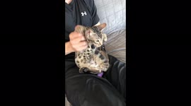 Albus the Bengal kitten Shows Off his Dance Moves, a favorite pastime