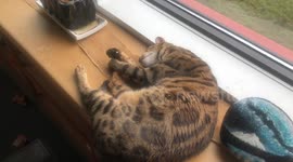 Ella the Bengal Cat is in some desperate Need for Some Attention