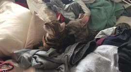 Sweet Moment between two bengal cat siblings