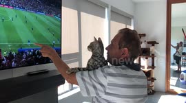 Bengal Cat Loves to Watch Socc....Football with his grandad