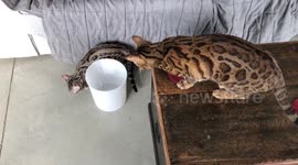 How To Be a Cat Ep 3 - Lessons by Ella the Bengal on Stealth and Misdirection