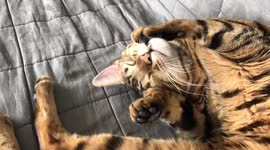 Could Ella the Bengal quite possibly be the World's Cutest Cat?